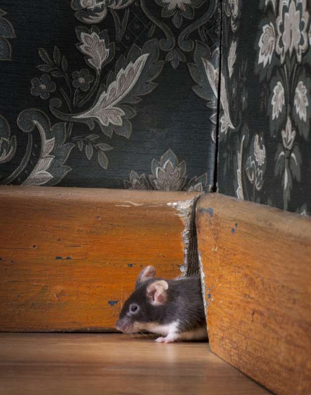 Smart Pest Monitoring Systems